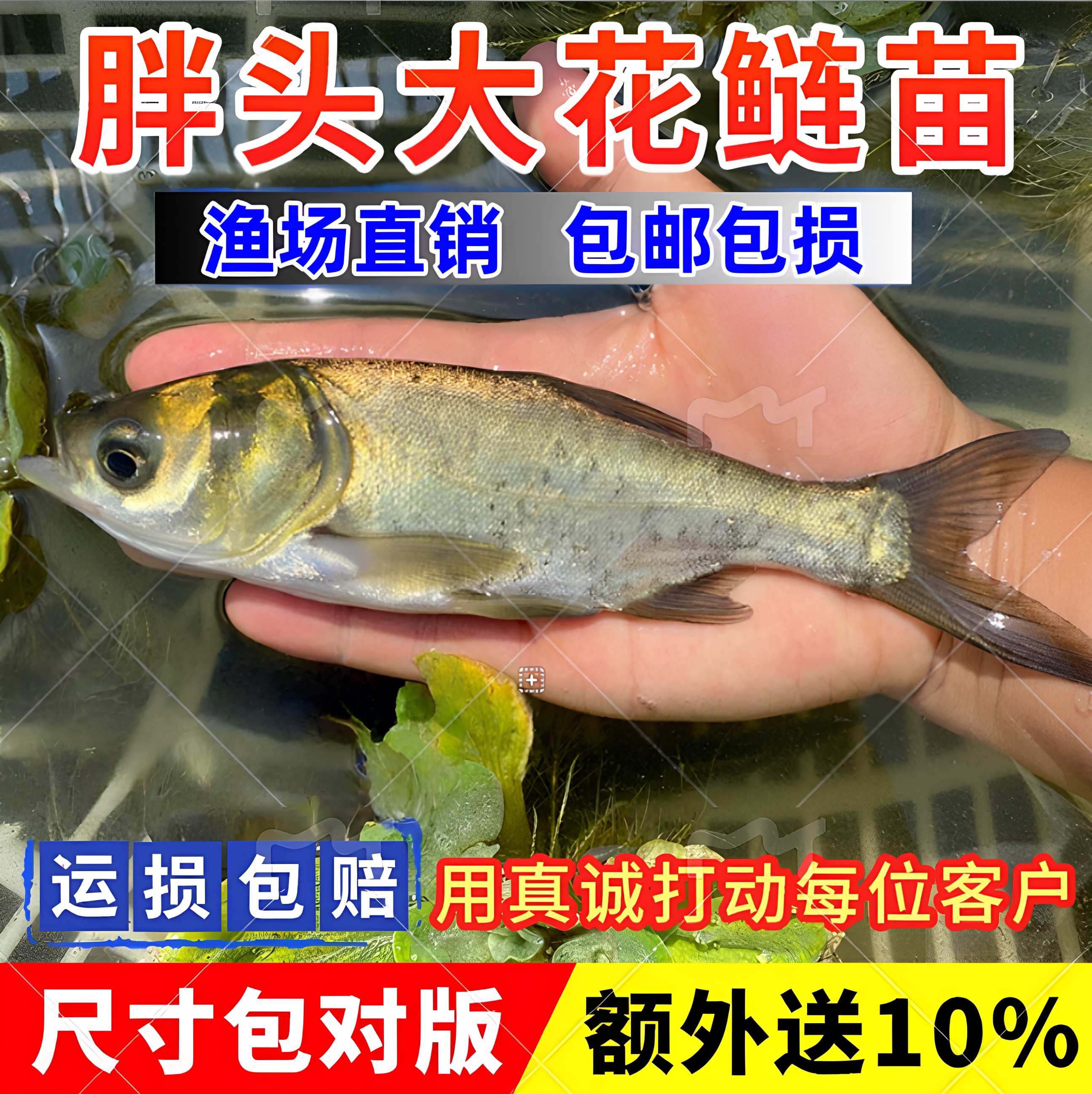 花鲢鱼鳙鱼胖头鱼苗大头鱼苗雄鱼活体淡水食用养殖包活特大