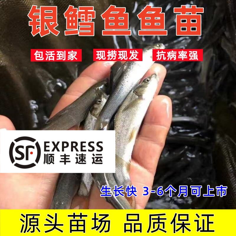 顺丰中通包邮银鳕鱼鱼苗特大银雪鱼苗特大冷水淡水养殖包活到手
