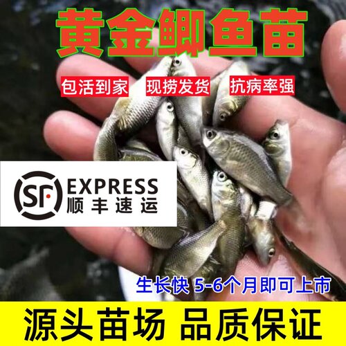 优质特大鲫鱼苗冷水淡水包活