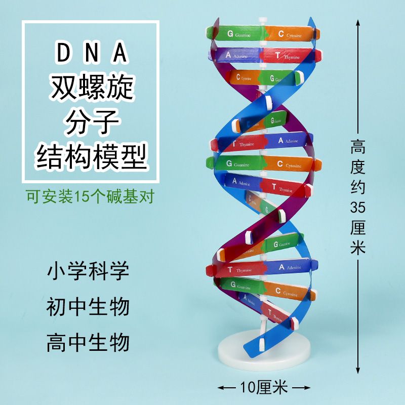 学生用DNA分子双螺旋结构模型生物教具学具摆件DIY自制作材料包小