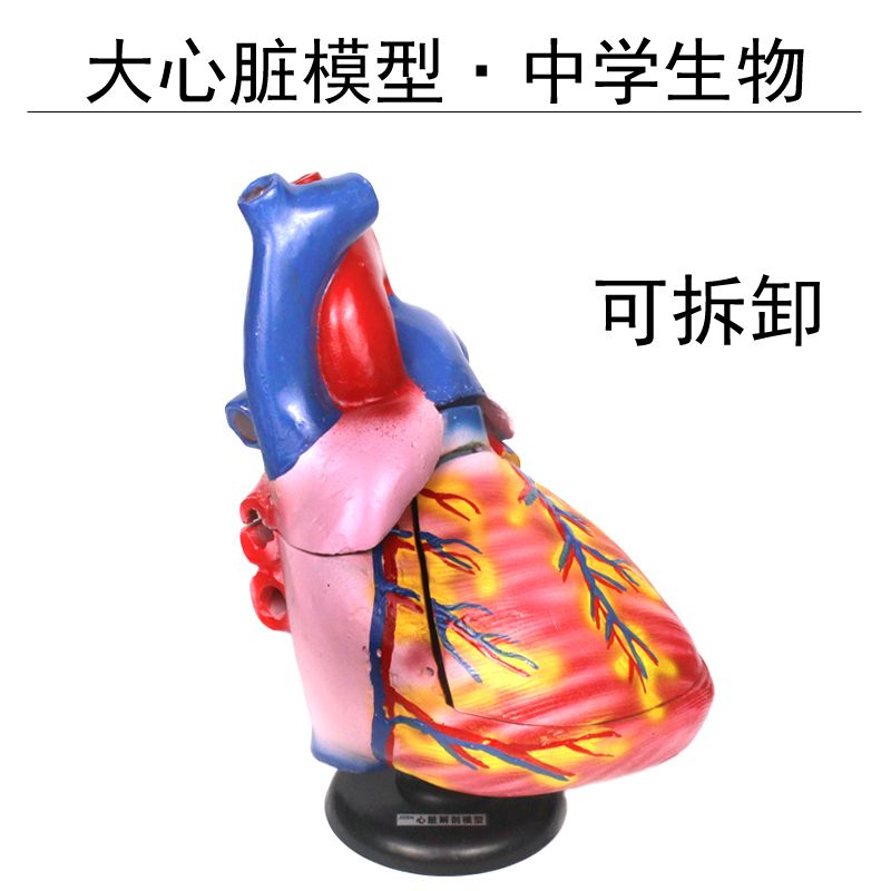 大号心脏模型6倍大仿真可拆卸内脏结构解剖模型初中高中生物实验