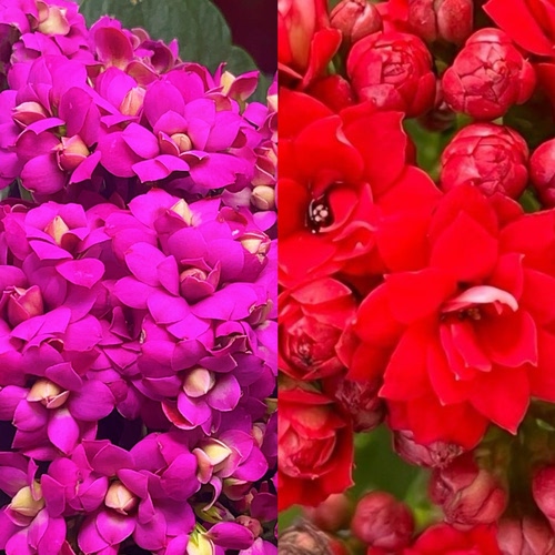 长寿花年宵款福利四季开花带花苞（110规格）