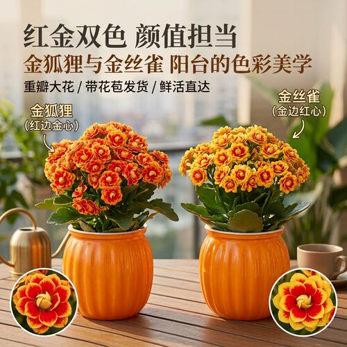 长寿花大盆【金狐狸+洛桑女神】姐妹款组合两盆