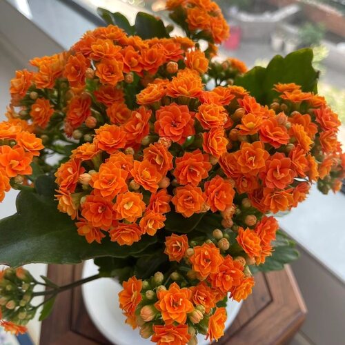 长寿花【暖焰橙】110盆