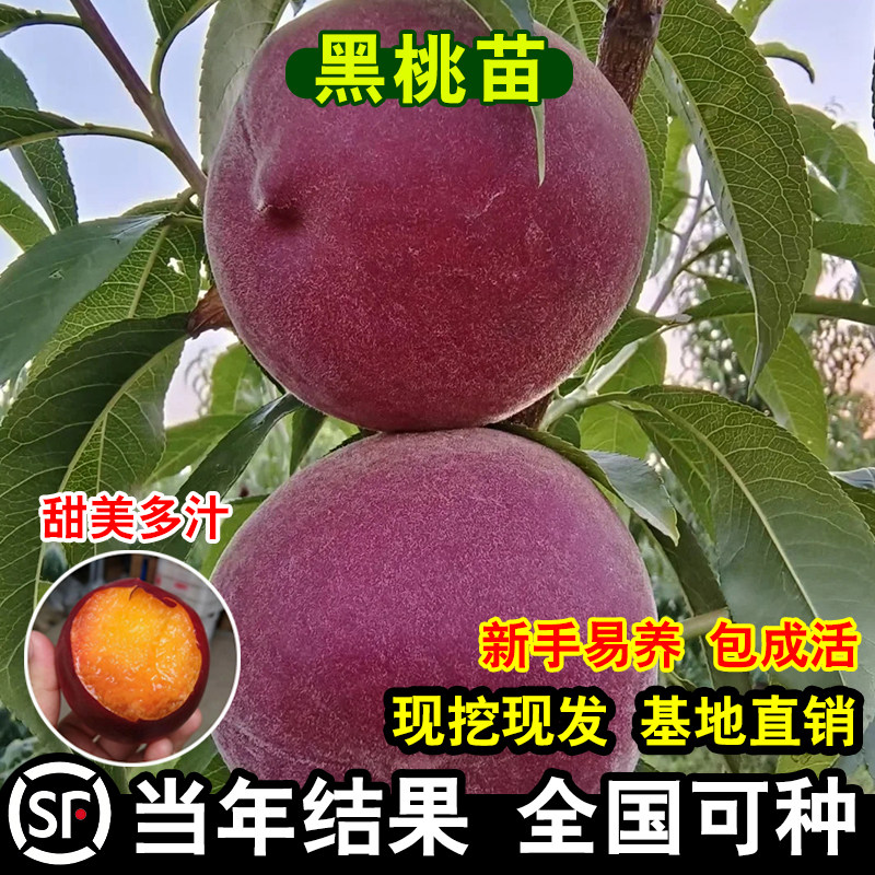 中华黑桃王桃树苗嫁接新品种黑桃皇后果树苗南方北方种植当年结果
