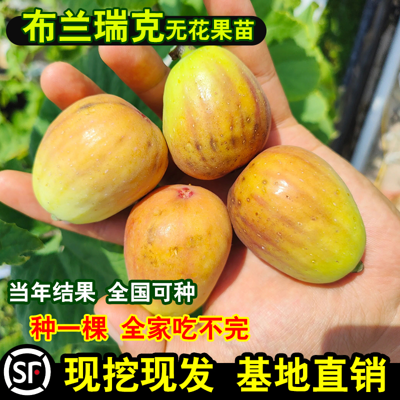 新品种布兰瑞克无花果树苗南北方庭院种植特大无花果苗盆栽地栽当 鲜花速递/花卉仿真/绿植园艺 果树 原图主图