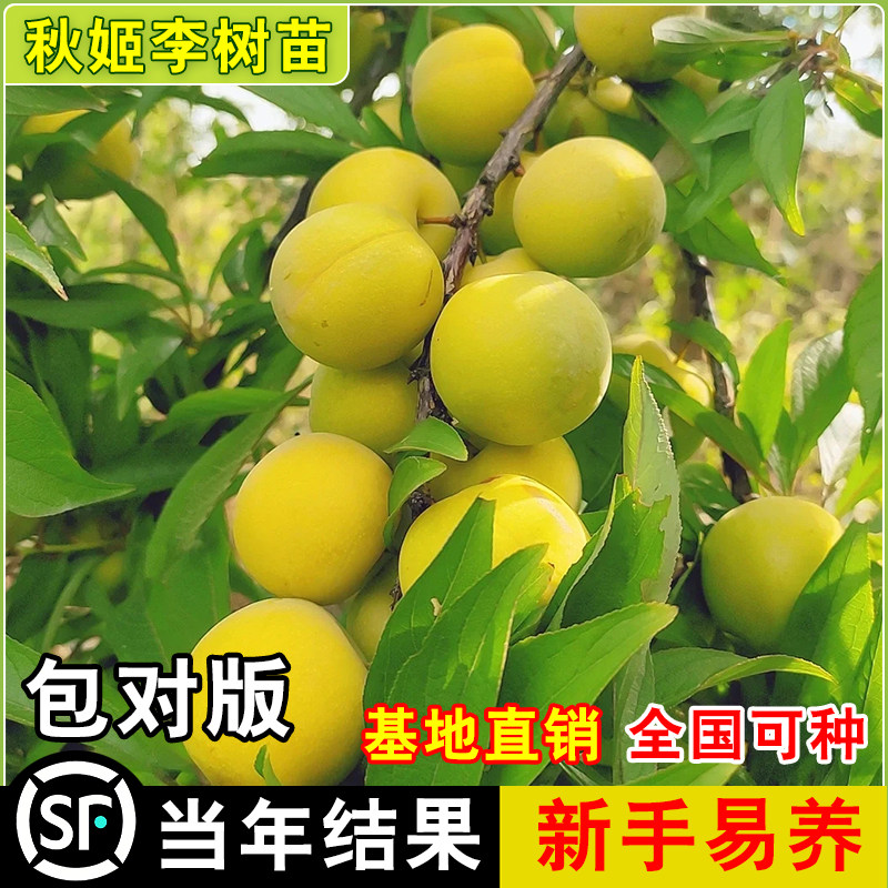 秋姬李子树苗 南北方阳台盆栽庭院地栽脱骨 特大嫁接果树当年结果