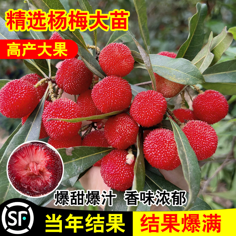 杨梅苗树苗正宗嫁接东魁杨黑炭梅苗盆栽南方地栽特大果苗当年结果
