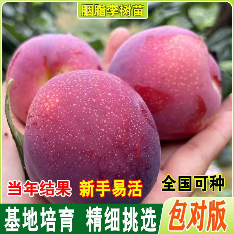 嫁接胭脂李子树苗 新品种特大 南方北方种植抗寒盆栽地栽当年结果