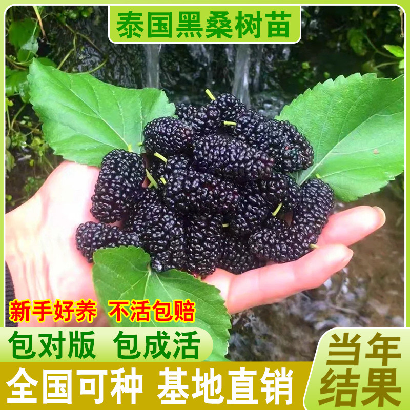 新品种桑树苗桑葚果桑葚树苗嫁接泰国黑桑无籽长果桑苗南北方四季