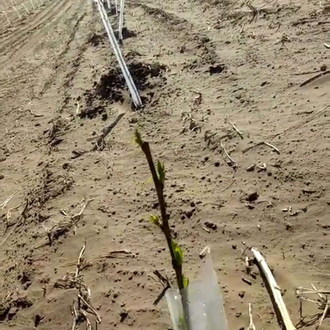 花木树木果树防冻膜保温膜暖罩果木树苗防寒嫁接直筒塑料套套袋袋