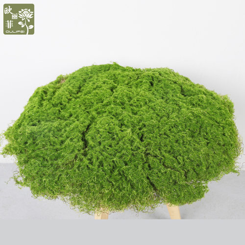 仿真植物草坪苔藓室内景