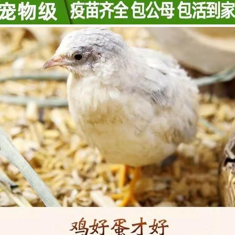 芦丁幼鸡网红幼鸡40-60天活物全色系迷你家养宠物青年产蛋观赏鸡