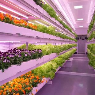 蔬菜大棚无土栽培 箱植物工厂 蔬菜花卉绿植室内种植集装