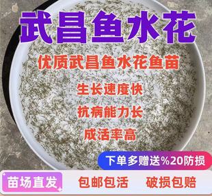 武昌鱼水花鱼苗鳊鱼苗扁鱼三角鲂边鱼苗长身鳊鱼沙边鱼团活体淡水