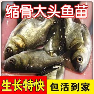 缩骨大头鱼苗胖头鱼苗优质缩骨花鲢锁骨淡水大头鳙鱼苗养殖食用