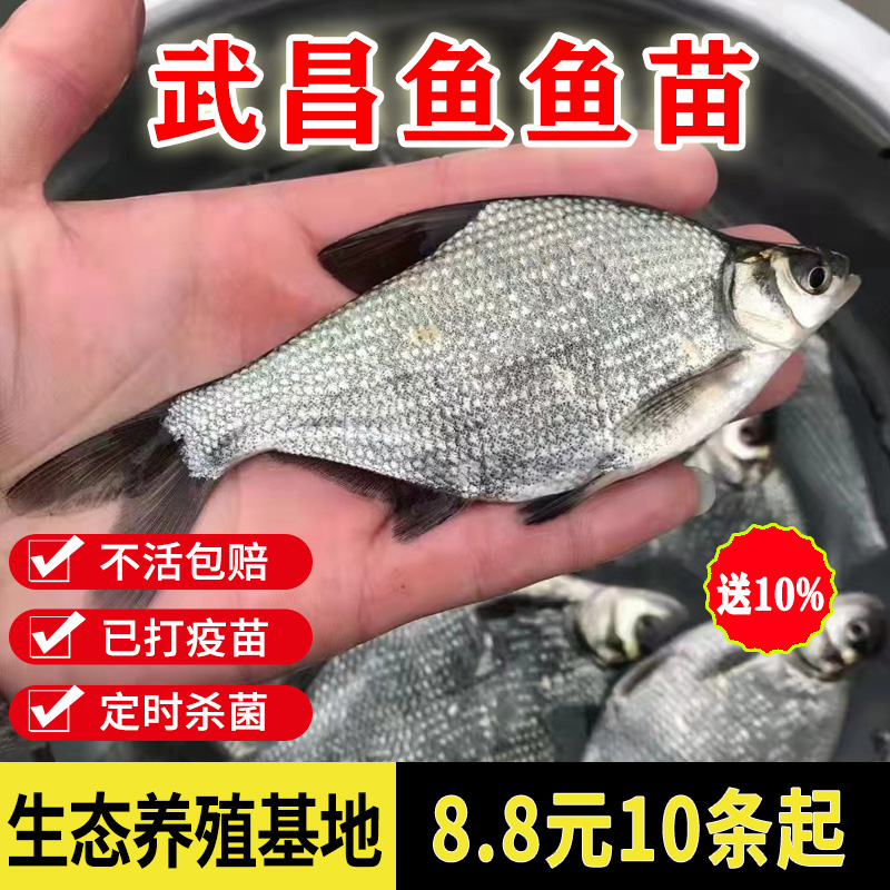 鳊鱼苗淡水鲂边鱼苗超好