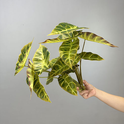 9叶黑孔雀叶仿真绿植秋色芋头叶