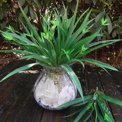 hoa giả trang trí phòng khách Nhựa lan cỏ mô phỏng lá lan nhện lá huệ lá lay ơn địa lan lá cây tường với nhện lá tường cây lan hoa giấy giả chậu hoa lan hồ điệp giả đẹp