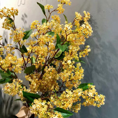 hoa giả đẹp Mô phỏng Osmanthus Hoa mô phỏng đám cưới Hoa Mô phỏng bốn mùa Osmanthus Cây Osmanthus bố cục cảnh đám cưới lan giả hạc rừng chậu lan hồ điệp giả