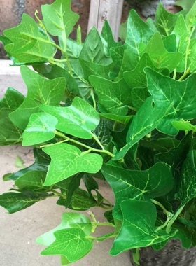 7叉地瓜叶 仿真绿萝叶万年青仿真绿植植物墙配材假花装饰花常青藤