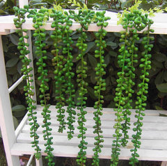 bình hoa giả trang trí phòng khách Cây keo treo 3 nhánh mây mô phỏng cắm hoa mây bằng vật liệu Chlorophytum tường treo mềm nhựa mây cây xanh liễu khóc hoa giả dây leo cây giả trang trí phòng khách