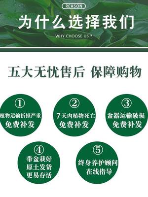 带花苞米兰花盆栽花卉绿植物室内外阳台浓香四季开花好养老桩大颗