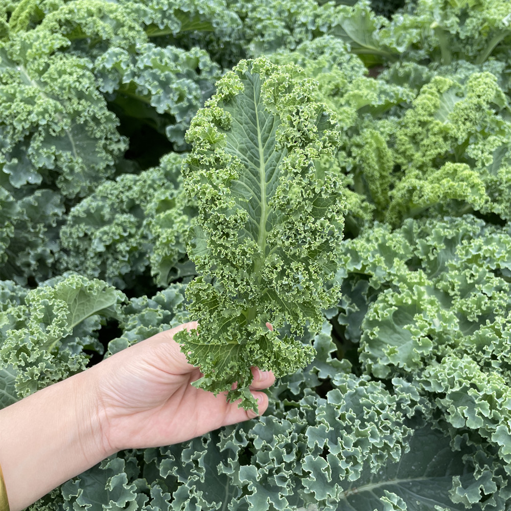 羽衣甘蓝蔬菜种子食用甘蓝蔬菜孑种籽皱叶四季盆栽雨衣语衣羽叶