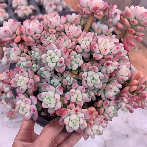 云南多肉整桩罗琦劳尔阳台盆栽