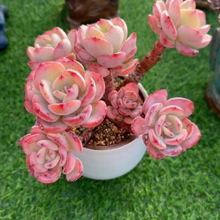 多肉植物新手好养室内阳台白月光白凤易过夏庭院露养云南小吴多肉