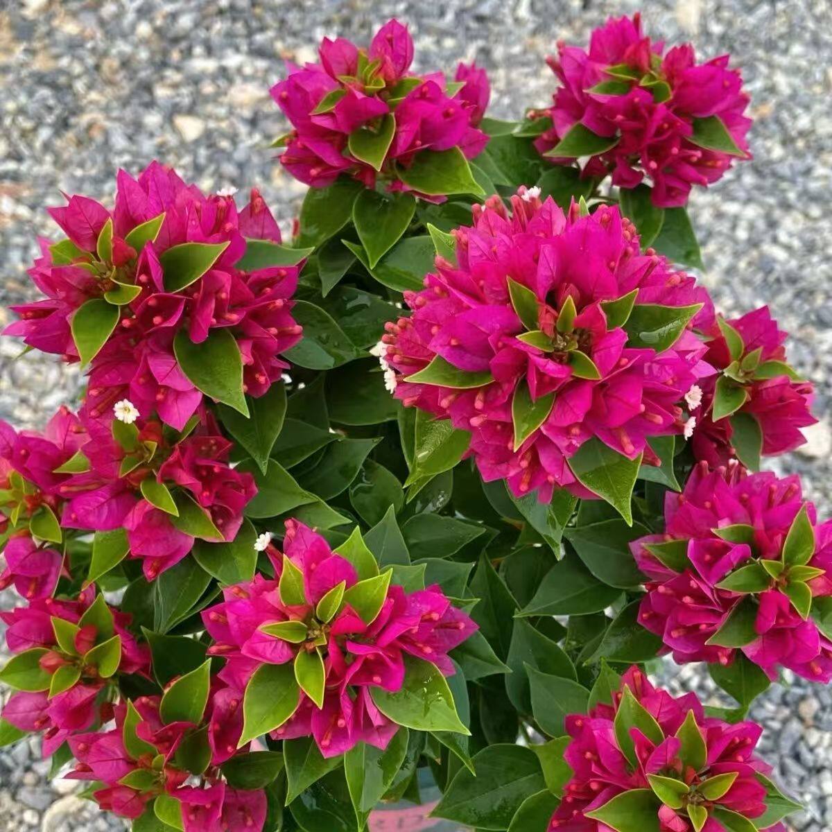 【带花发货】原盆土盆栽三角梅基地自种搭花阳台花卉粉搭