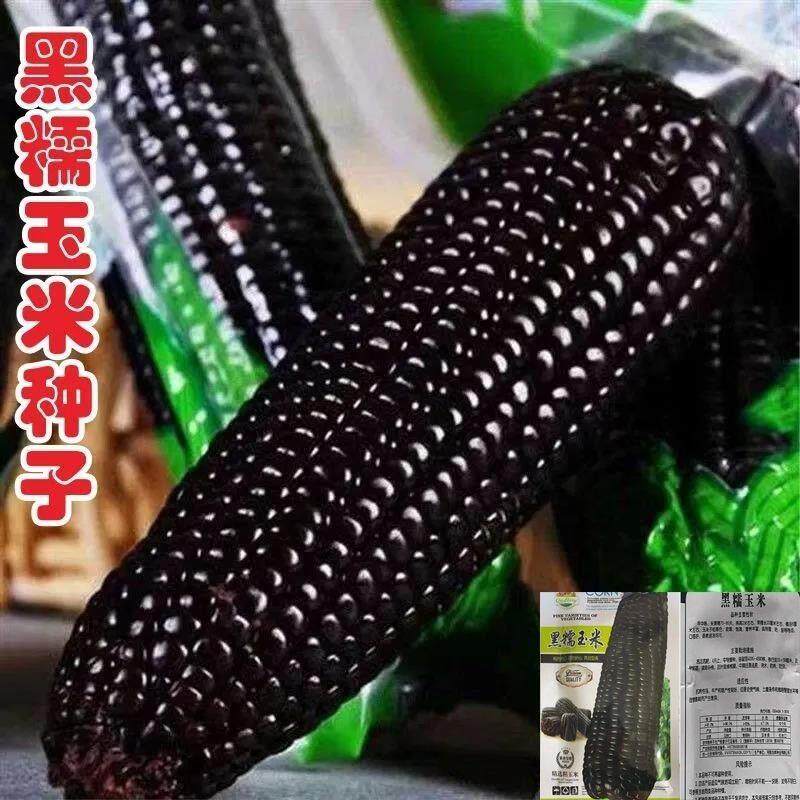 黑糯玉米种子超甜糯高产