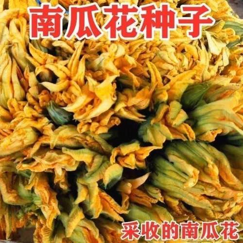 专吃南瓜花新种苗种子专
