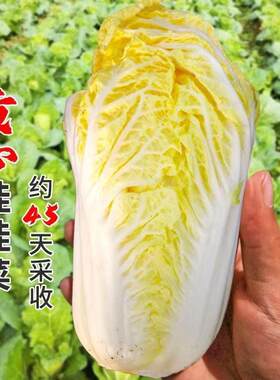 金娃娃菜种子四季高山黄