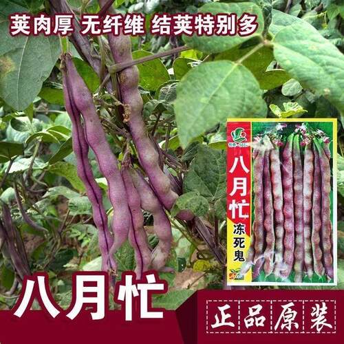 八月忙冻死鬼豆角种子耐寒耐热高产无筋紫皮秋豆角种子芸豆四季播