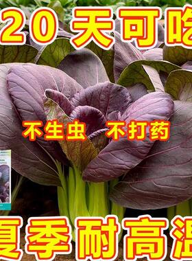超耐热紫罗兰紫油菜种籽紫色上海青小青菜四季播阳台盆栽蔬菜种子