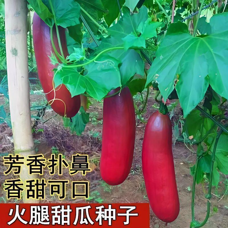 原装超甜火腿香瓜红香蜜