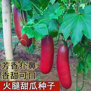 原装超甜火腿香瓜红香蜜甜瓜罕见稀有种子农家盆栽庭院水果种子