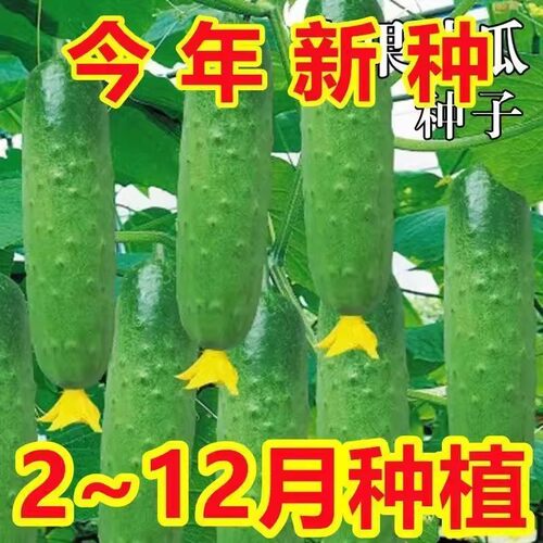 苗萌甜脆绿心黄瓜种子