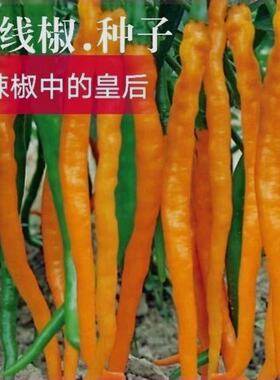 黄线椒种籽薄皮高产早熟微辣四季播阳台盆栽优质线椒蔬菜种子大全