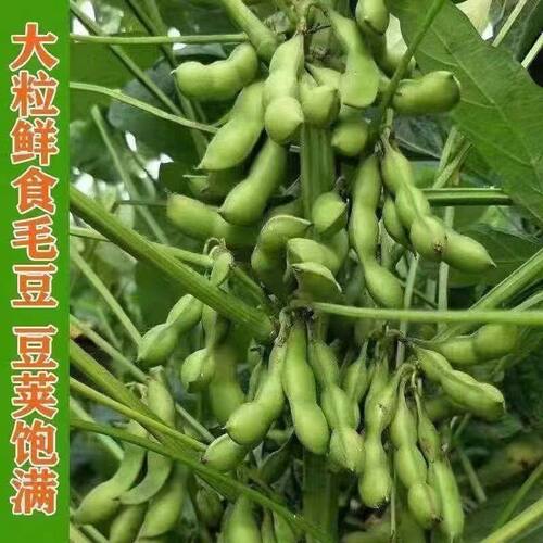 新品矮杆极早熟毛豆种子3