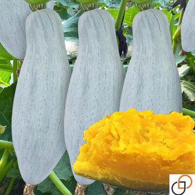 金丝栗瓜种子新疆贵族南