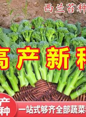西兰苔种子芥籽芥菜四季