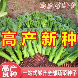 西兰苔种子芥兰种籽芥菜苔种子四季春种耐热阳台庭院蔬菜种子大全