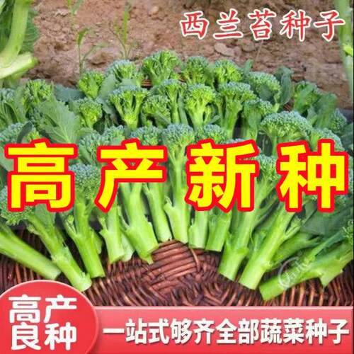 西兰苔种子芥籽芥菜四季