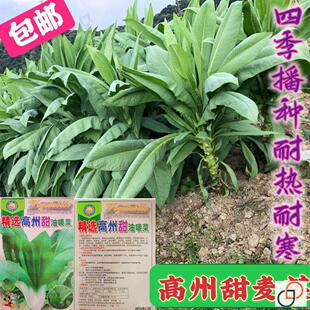 高州唛甜麦菜种子广东油麦菜种籽苦麦菜耐热高产四季蔬菜种子大全