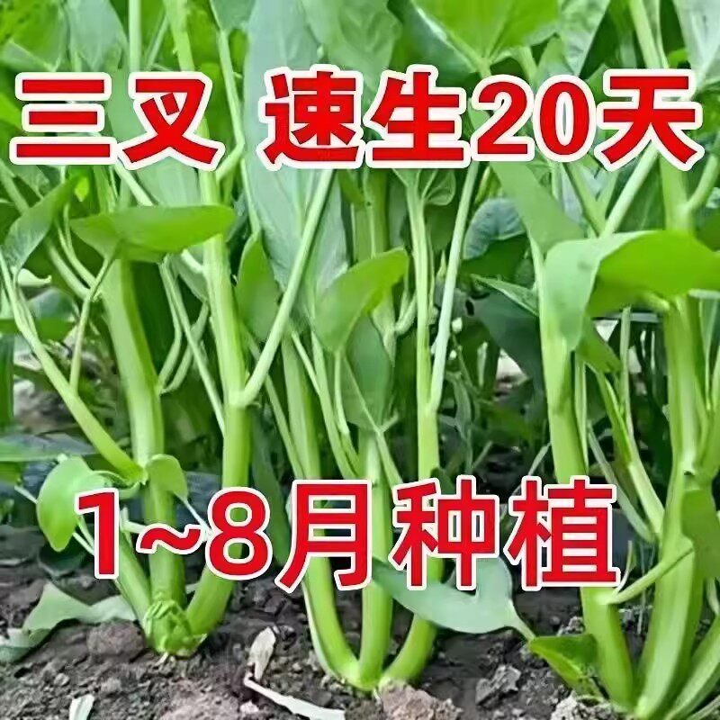 高产竹叶三叉空心菜种籽柳叶通心菜种子四季阳台蔬菜种子盆栽菜园