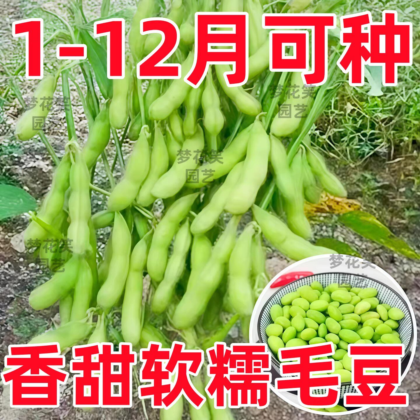 毛豆早熟大粒绿毛豆晚熟高产黄大豆种籽四季蔬菜种孑