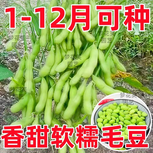 四季早熟晚熟大粒高产毛豆种子