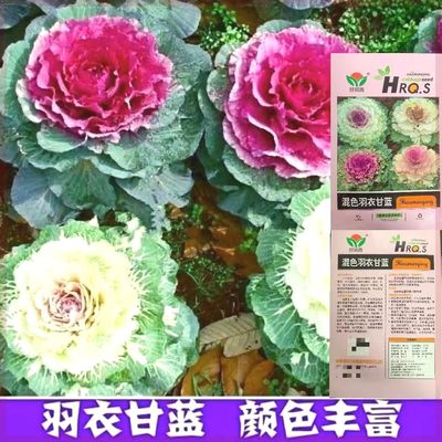 混色羽衣甘蓝种子四季阳台庭院花卉种子甘蓝种籽秋冬蔬菜种子大全